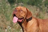 DOGUE DE BORDEAUX 476